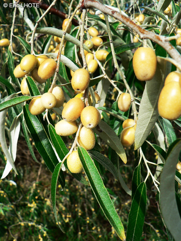  - Elaeagnus angustifolia - 