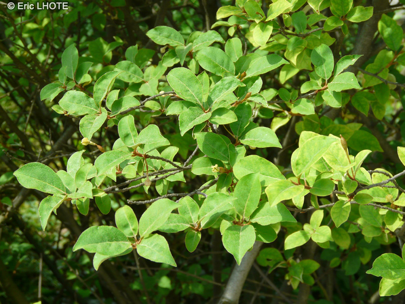  - Elaeagnus umbellata Parviflora - 