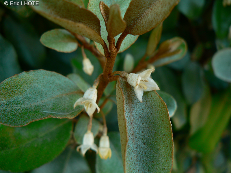  - Elaeagnus x Ebbingei - 