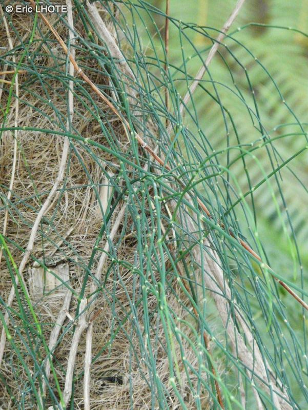 Ephedraceae - Ephedra campylopoda - Ephèdre
