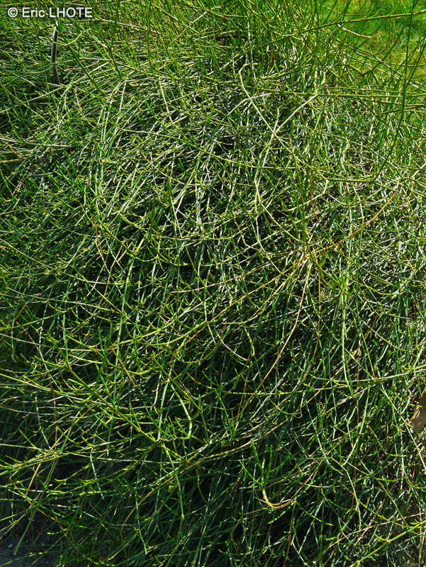  - Ephedra chilensis - 