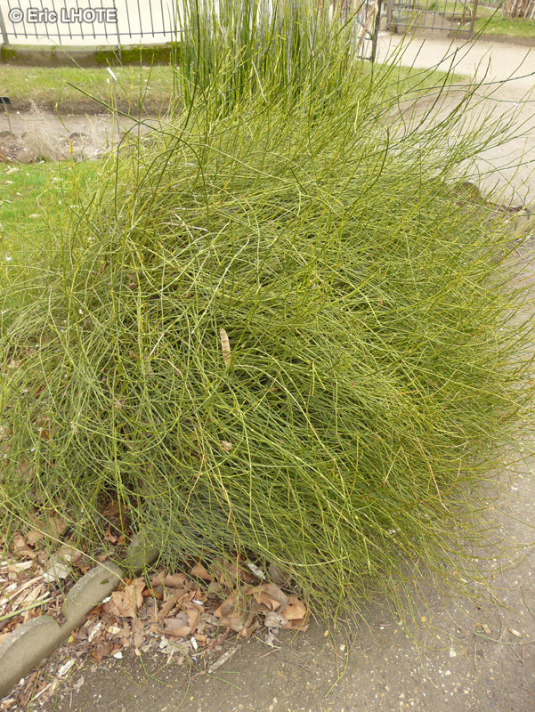  - Ephedra chilensis - 