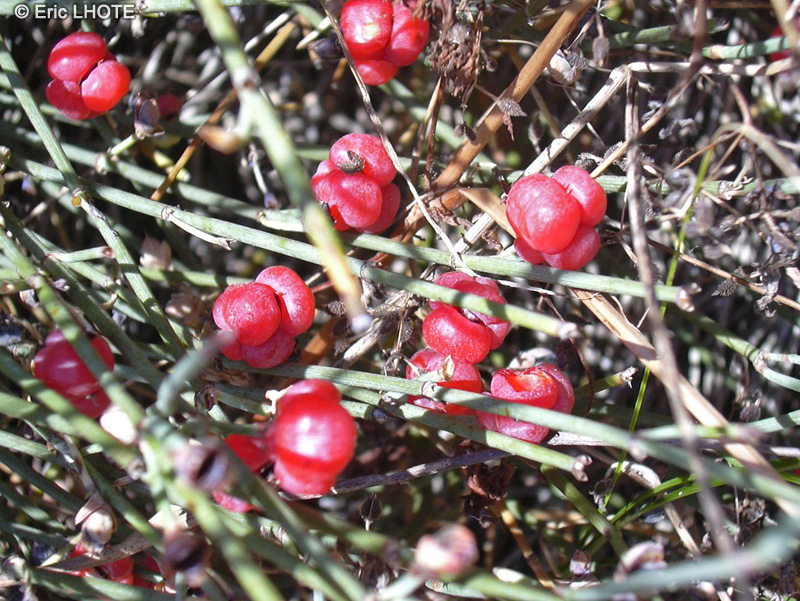  - Ephedra distachya - 