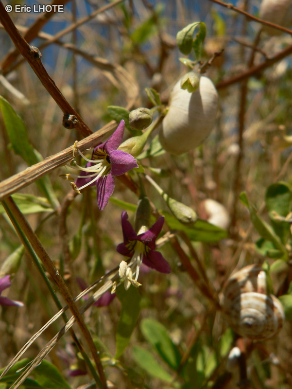  - Ephedra distachya - 