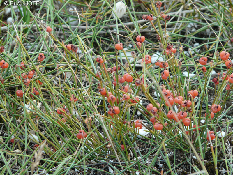  - Ephedra distachya - 