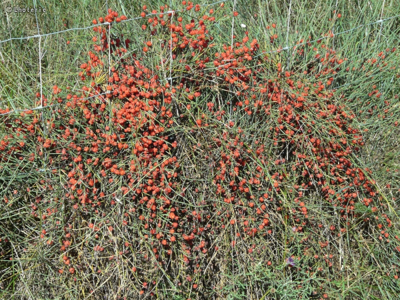  - Ephedra distachya - 