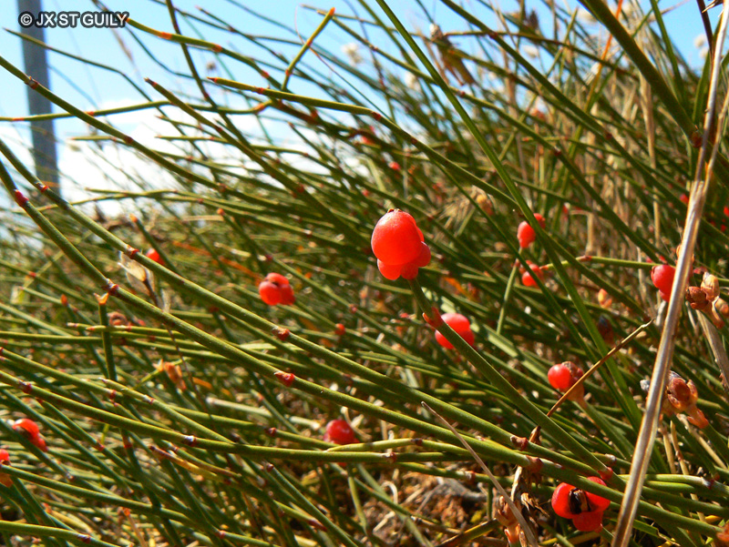 Ephedraceae - Ephedra distachya - Raisin de mer, Uvette, Herbe aux jointures