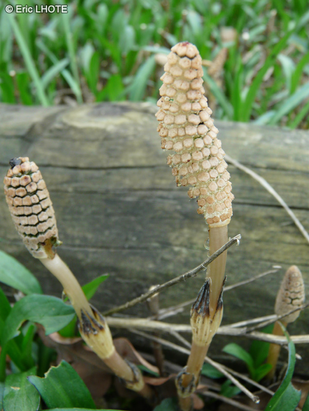  - Equisetum arvense - 