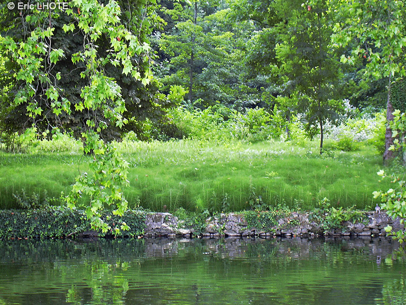  - Equisetum palustre - 