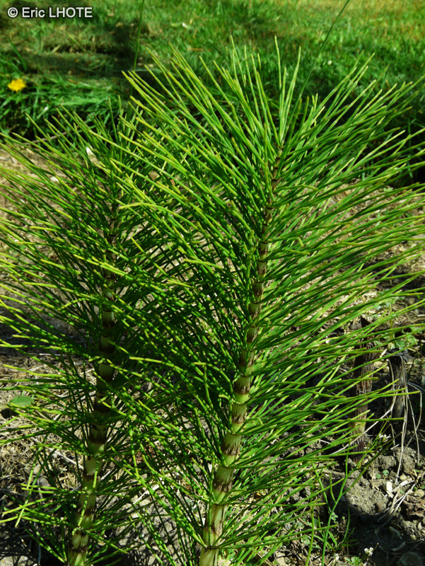  - Equisetum telmateia - 