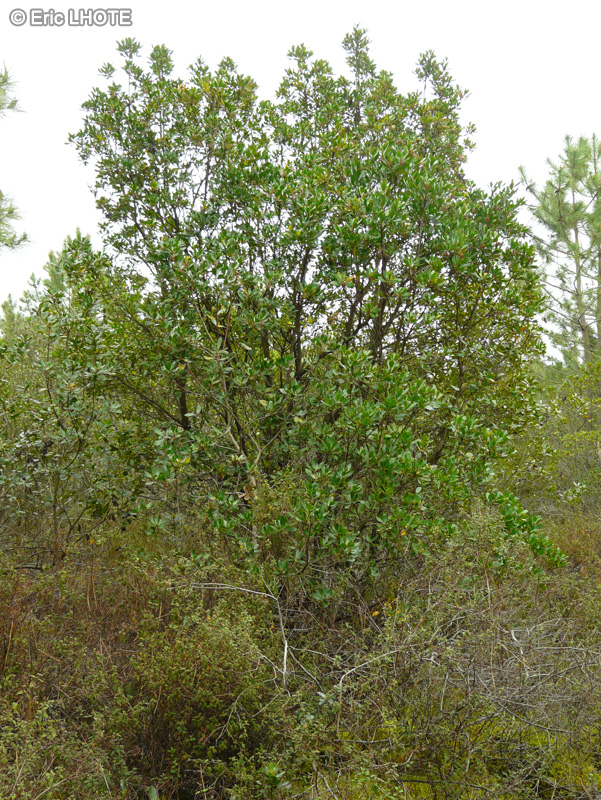  - Arbutus unedo - 