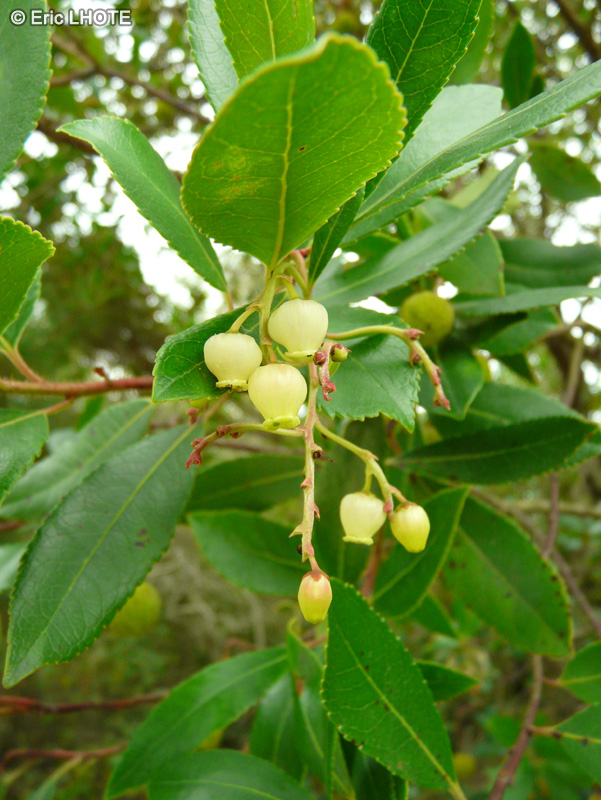  - Arbutus unedo - 