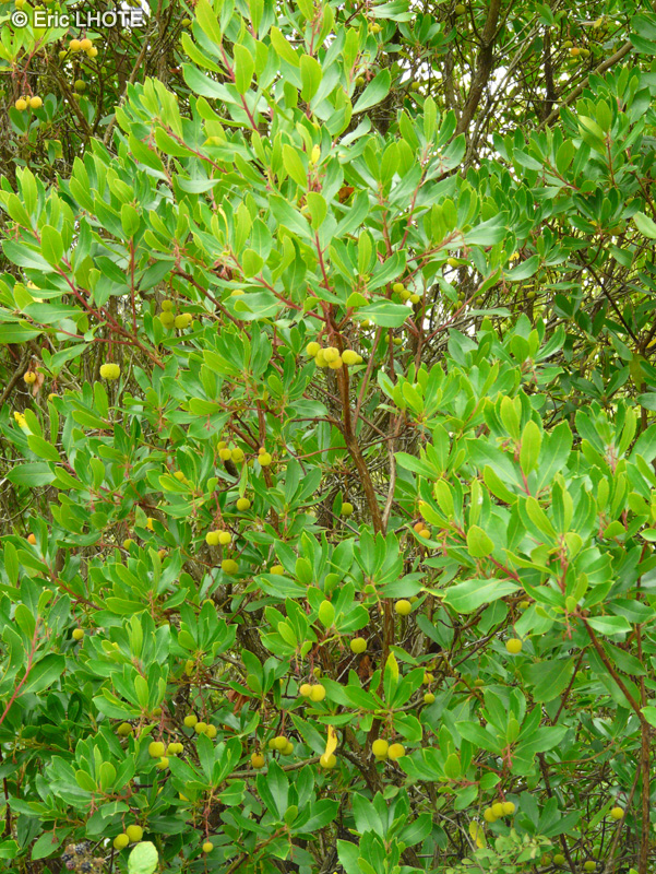  - Arbutus unedo - 