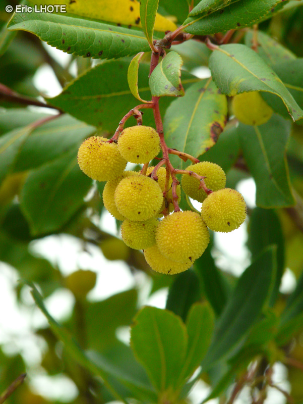  - Arbutus unedo - 