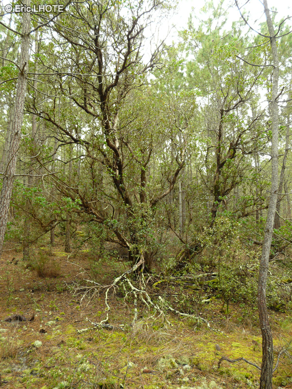  - Arbutus unedo - 