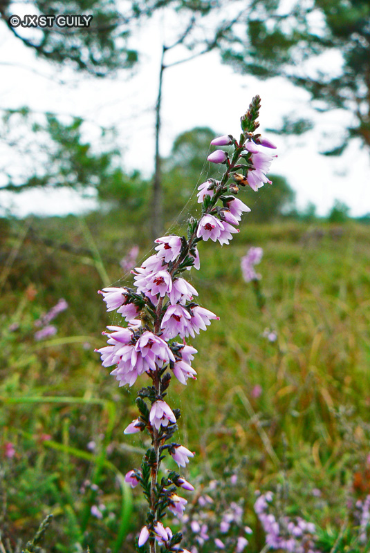  - Calluna vulgaris - 