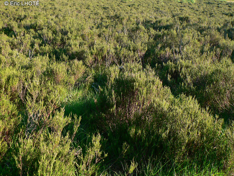  - Calluna vulgaris - 