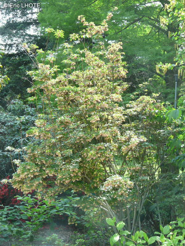 Ericaceae - Enkiantus perulatus - Enkianthus