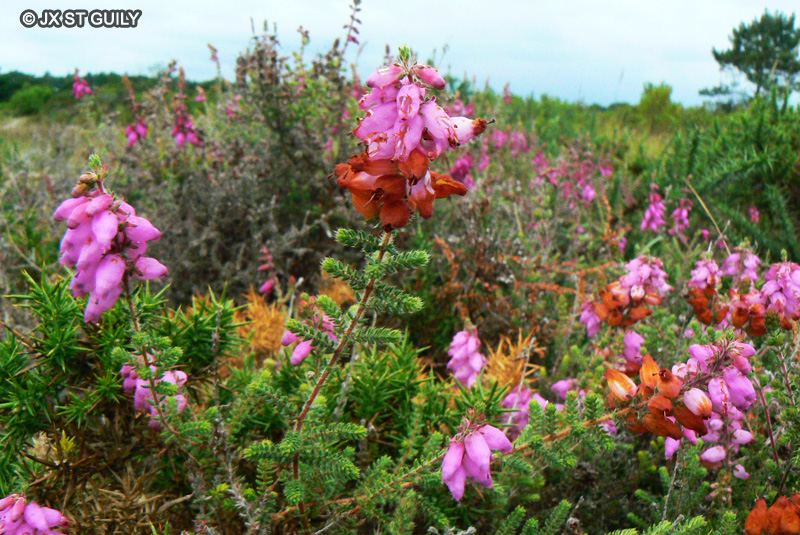 Ericaceae - Erica ciliaris - Bruyère ciliée