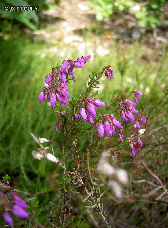  - Erica cinerea - 