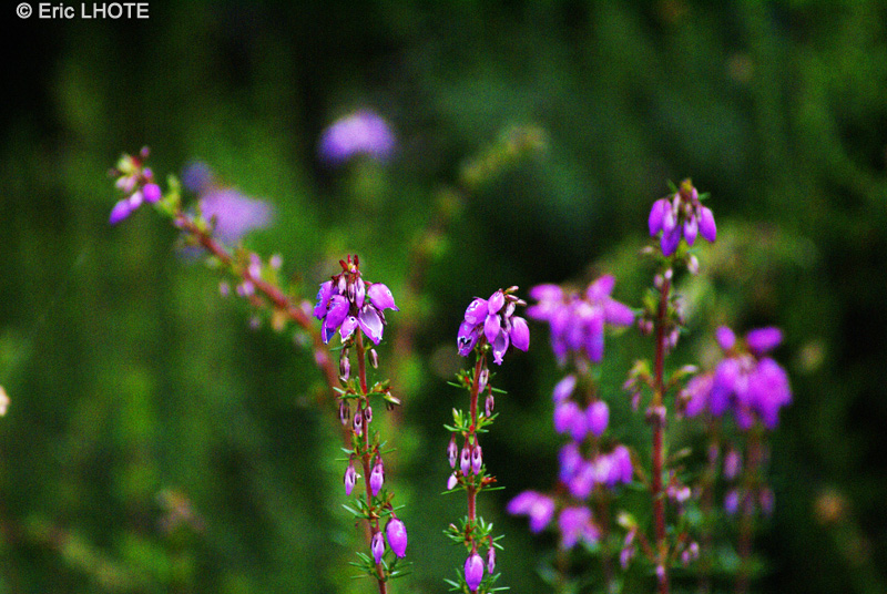 Ericaceae - Erica cinerea - Bruy&egrave;re cendr&eacute;e