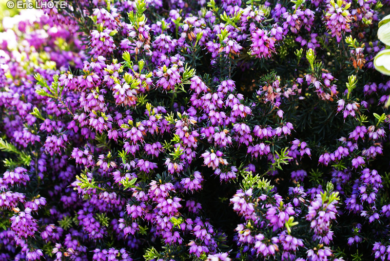 Ericaceae - Erica herbacea, Erica carnea - Bruy&egrave;re carn&eacute;e, Bruy&egrave;re des Alpes, Bruy&egrave;re des neiges