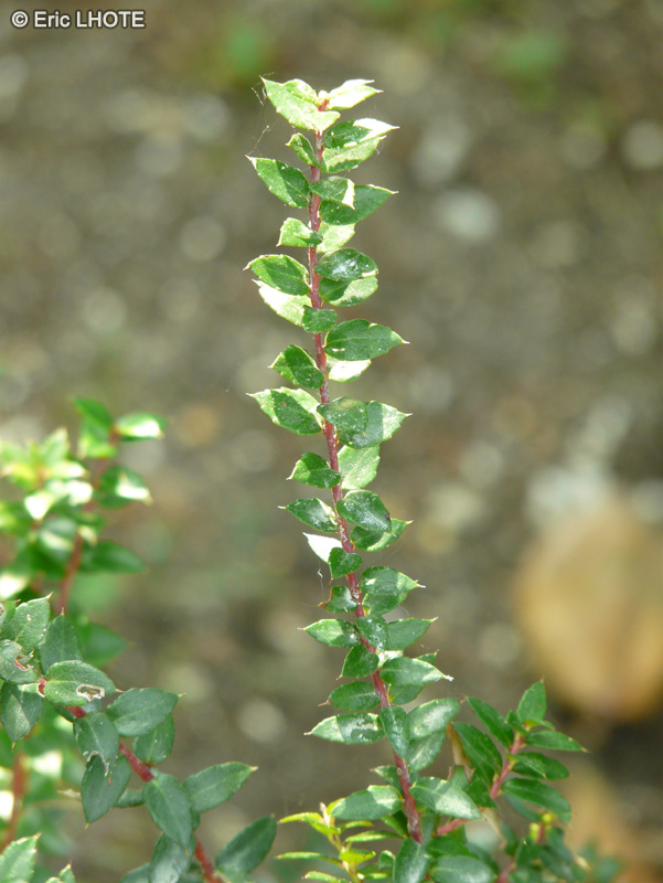  - Gaultheria mucronata - 