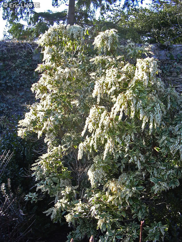 - Pieris japonica - 
