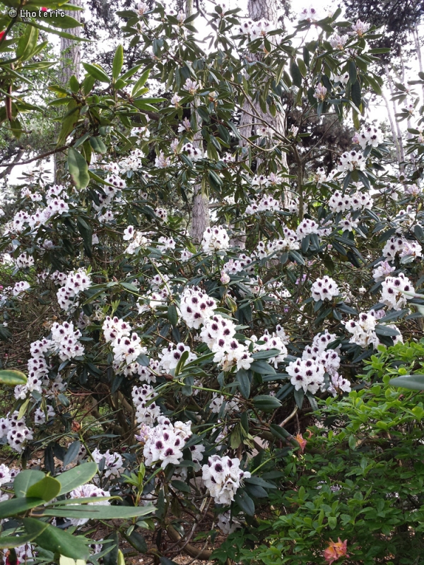 Ericaceae - Rhododendron Sappho - Rhododendron