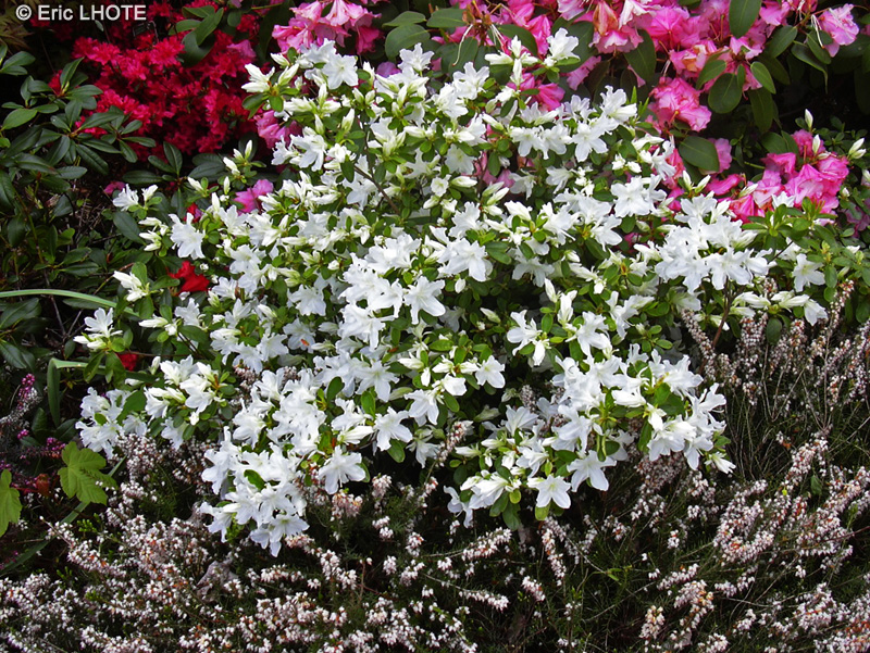  - Rhododendron azalea - 