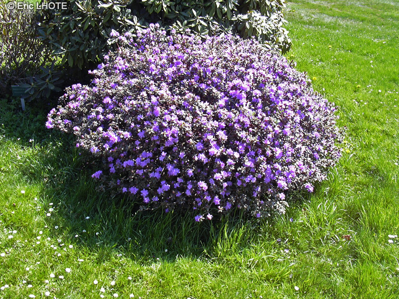 Ericaceae - Rhododendron azalea - Azalée
