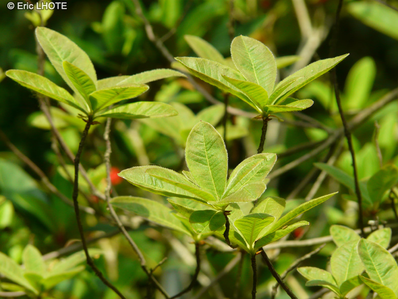 Ericaceae - Rhododendron molle Cécile - Azalée Mollis