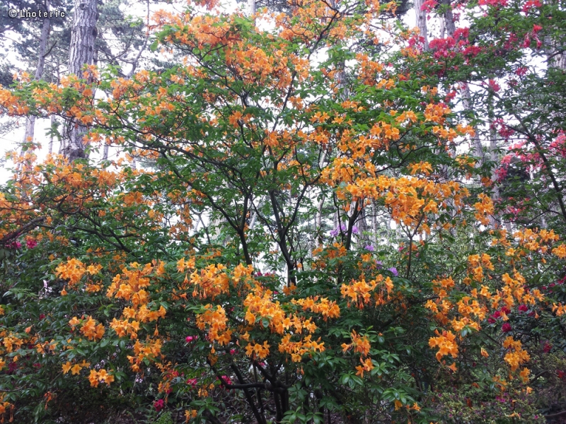 Ericaceae - Rhododendron mollis - Azaléee mollis