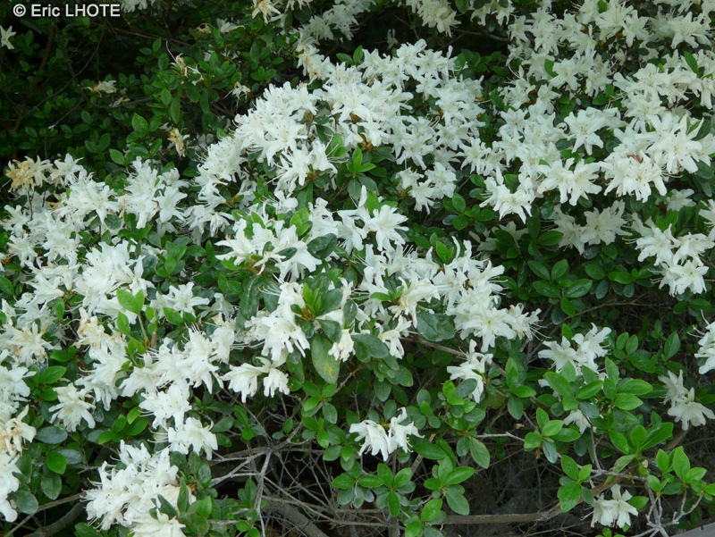  - Rhododendron obtusum amoenum Snow - 