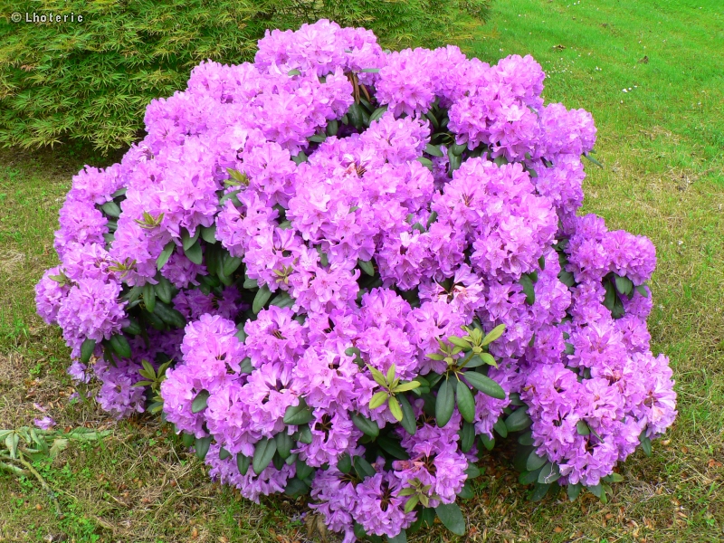  - Rhododendron ponticum - 