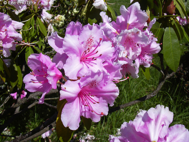  - Rhododendron ponticum - 