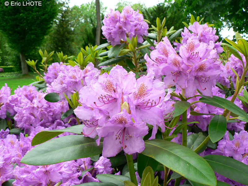  - Rhododendron ponticum - 