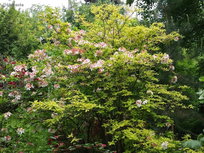 Ericaceae - Rhododendron sp. - Rhododendron