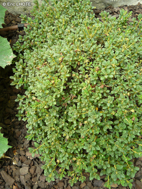 Ericaceae - Rhododendron viscosum - Rhododendron des marais