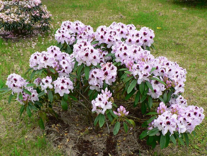  - Rhododendron x - 