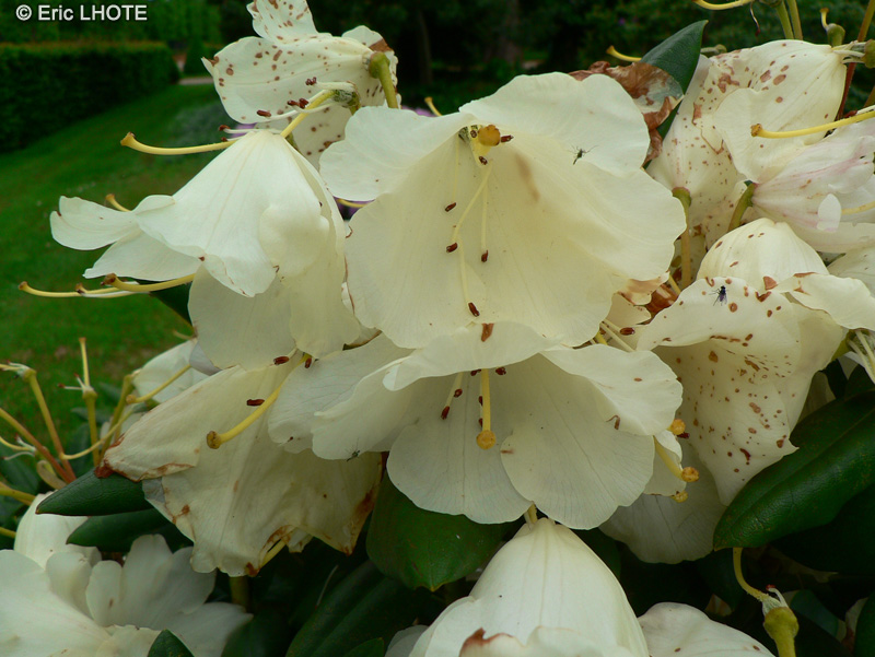  - Rhododendron x - 