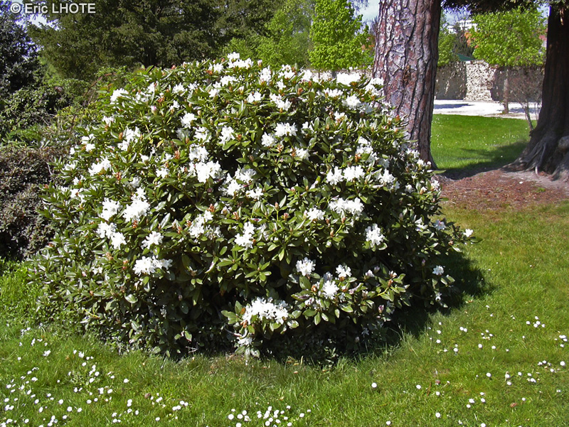 Ericaceae - Rhododendron x - Rhododendron hybride