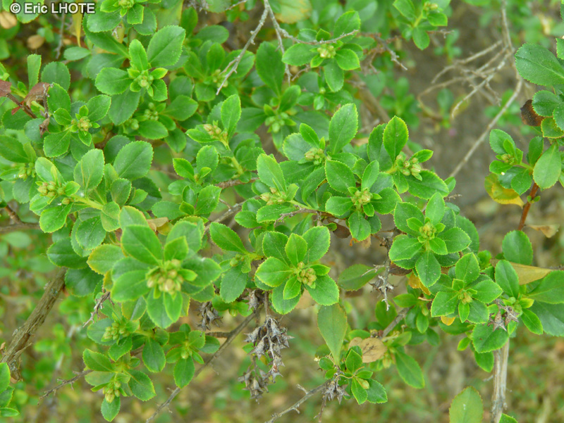  - Escallonia floribunda - 