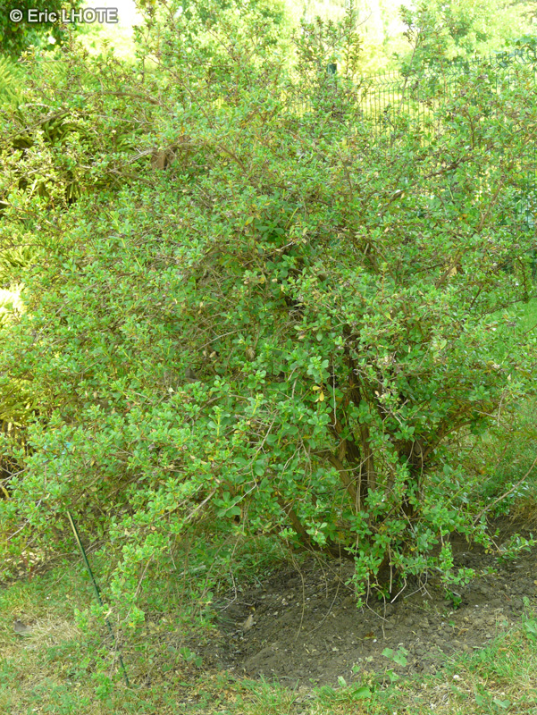 Escalloniaceae - Escallonia floribunda - Escallonia
