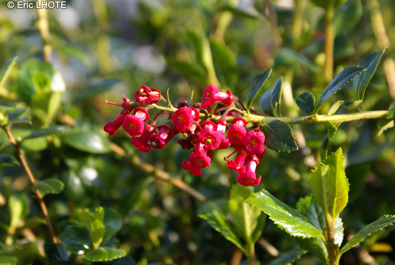 Escalloniaceae - Escallonia macrantha Rubra - Escallonia rouge
