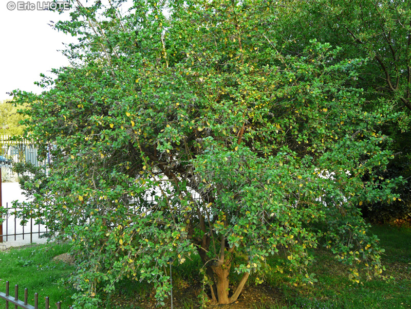 Escalloniaceae - Escallonia revoluta - Escallonia