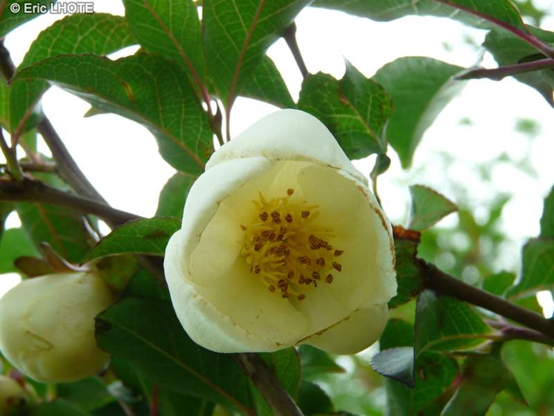  - Eucryphia Mount Usher - 