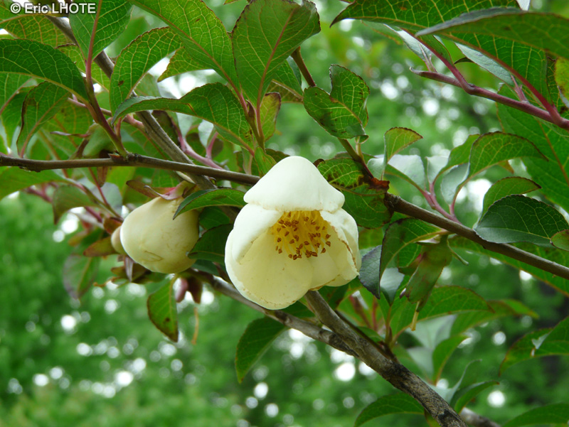 Cunoniaceae - Eucryphia Mount Usher - Eucryphia Mount Usher