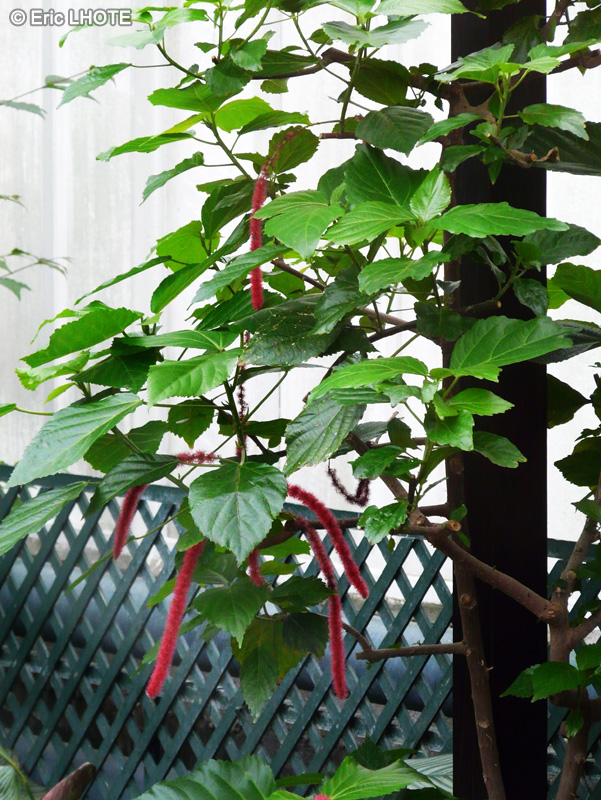 - Acalypha hispida - 