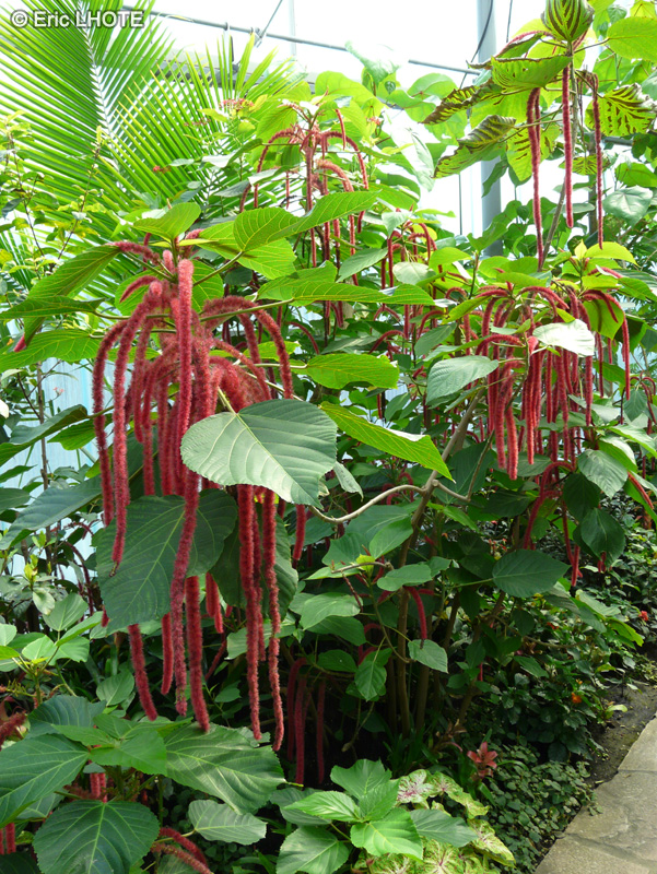  - Acalypha hispida - 